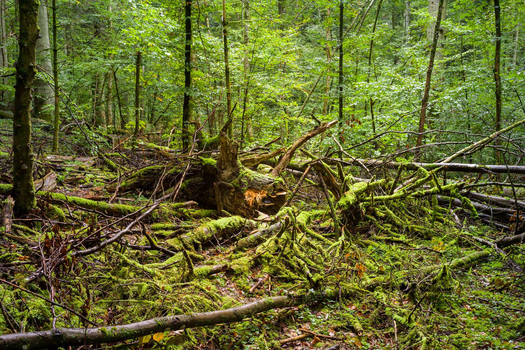 Totholz spielt eine wichtige Rolle bei der Entwicklung eines Nutzwaldes hin zu einem urwaldähnlichen Wald und dient der Biodiversität. (Bild: Caroline Fink / AS Verlag)