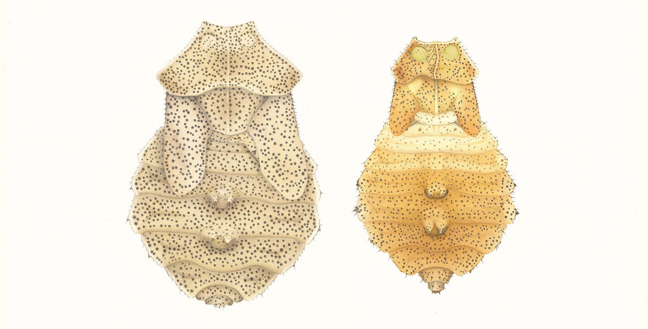 Künstlerische Intervention: Untersuchte beobachtete Natur (Cornelia Hesse-Honegger)