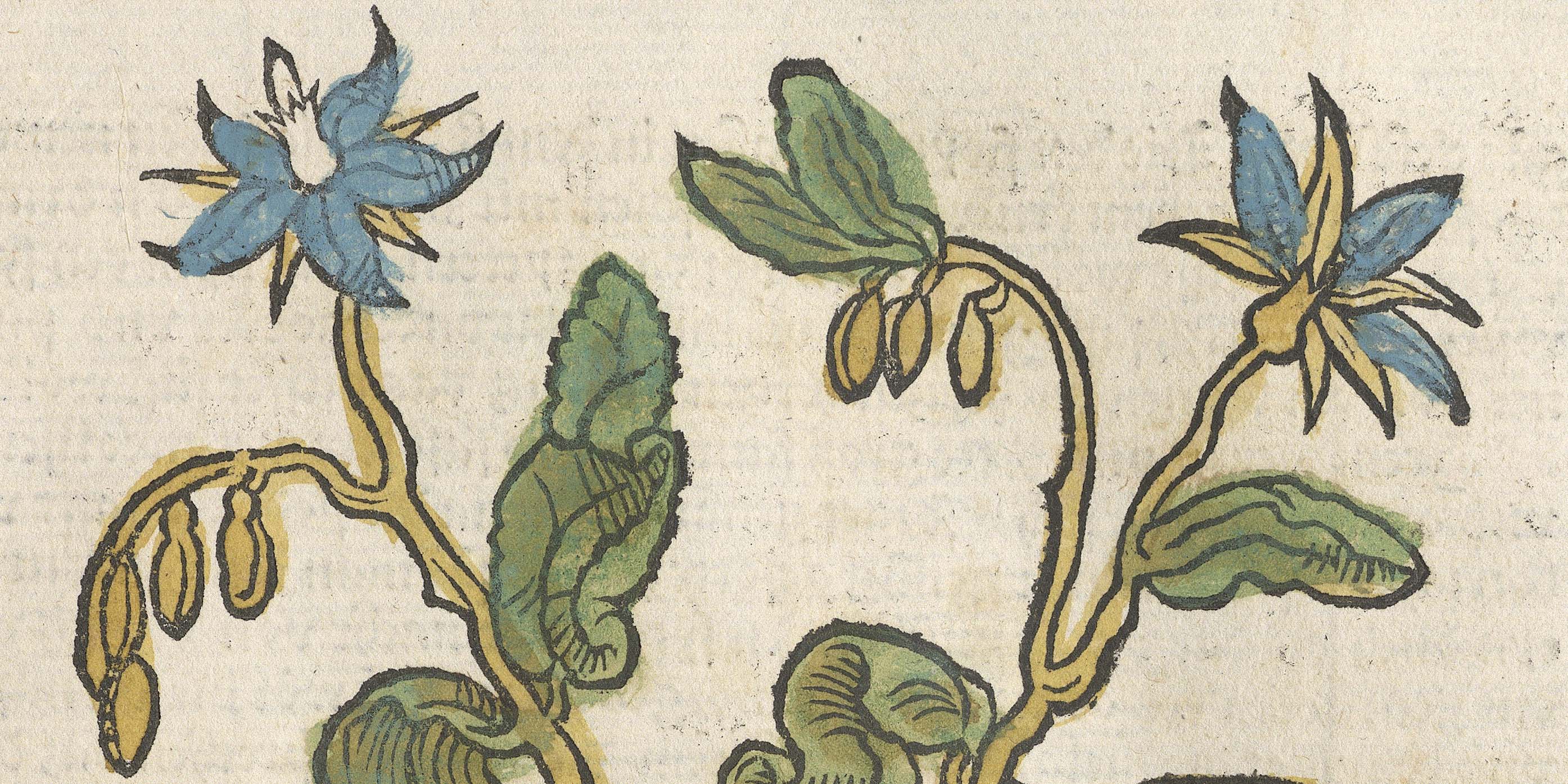 Kräuterbücher – mehr als getrocknete Blumen