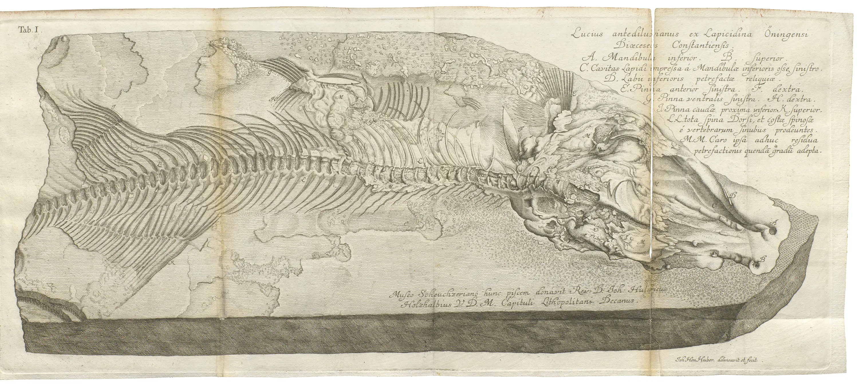 Der in Öhningen am Untersee gefundene versteinerte Hecht aus dem Miozän, wie ihn Johann Jakob Scheuchzer 1708 in seinen «Piscium querelae et vindiciae» abbildet. (Bild: ZB Zürich)