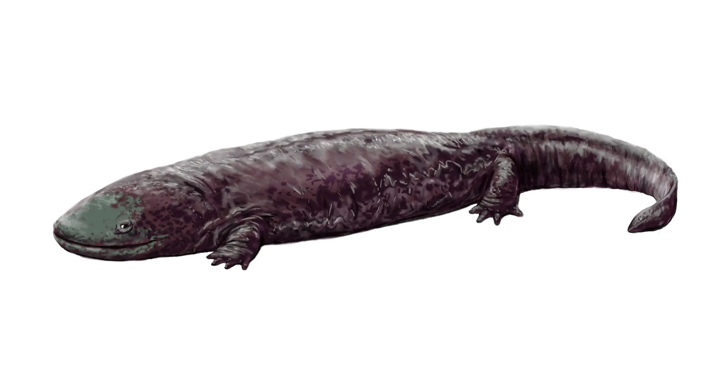 Lebendrekonstruktion des vor rund 2,6 Mio. Jahren ausgestorbenen Riesensalamanders, der zu Ehren des Zürcher Naturforschers den Speziesnamen Andrias scheuchzeri erhielt. (Bild: Wikimedia/FunkMonk, CC BY-SA 3.0)