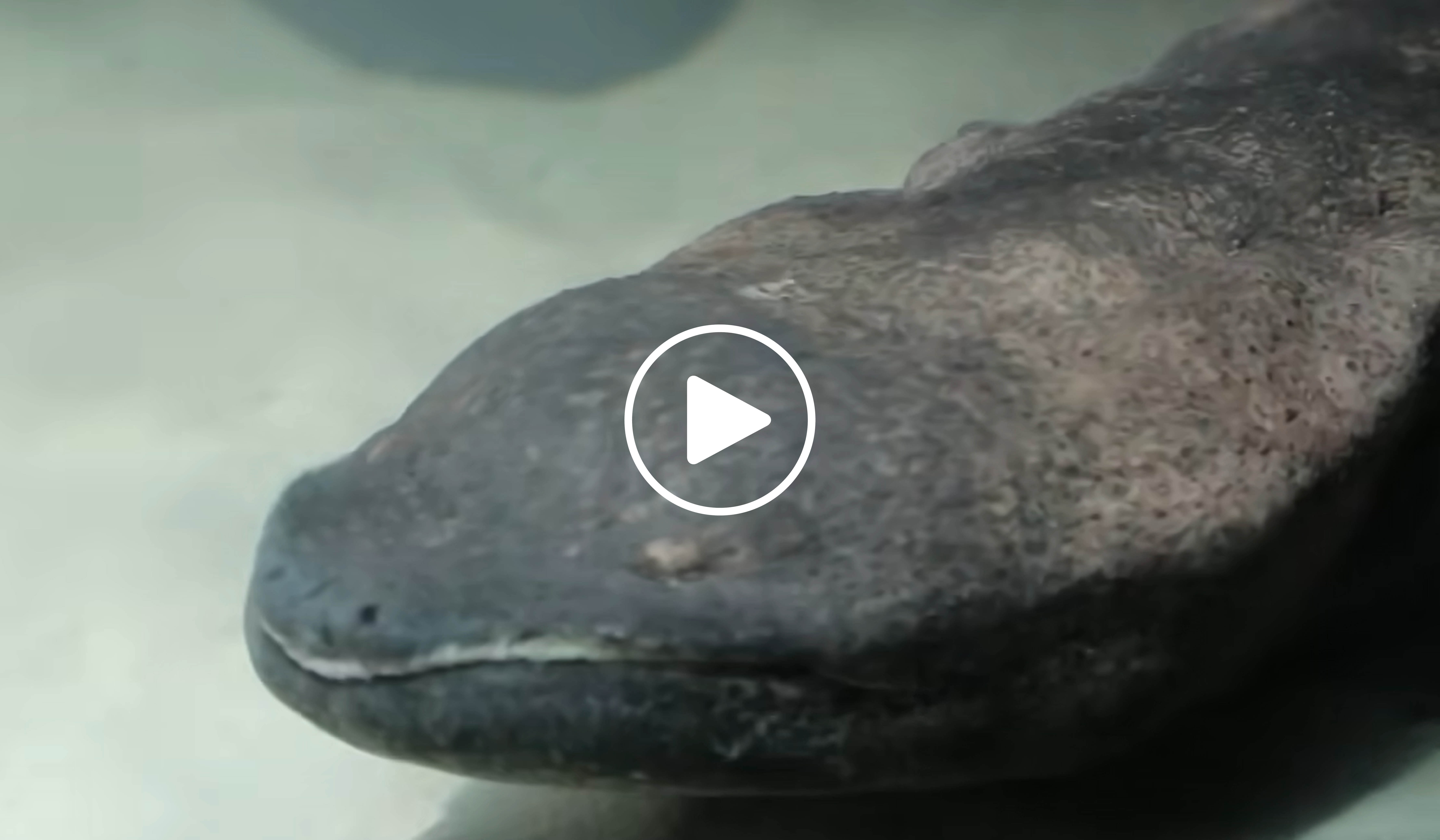 Enge Verwandte des Andrias scheuchzeri leben bis heute in Ostasien, so beispielsweise der Chinesische Riesensalamander (Andrias davidianus). (Video: Zoological Society of London)