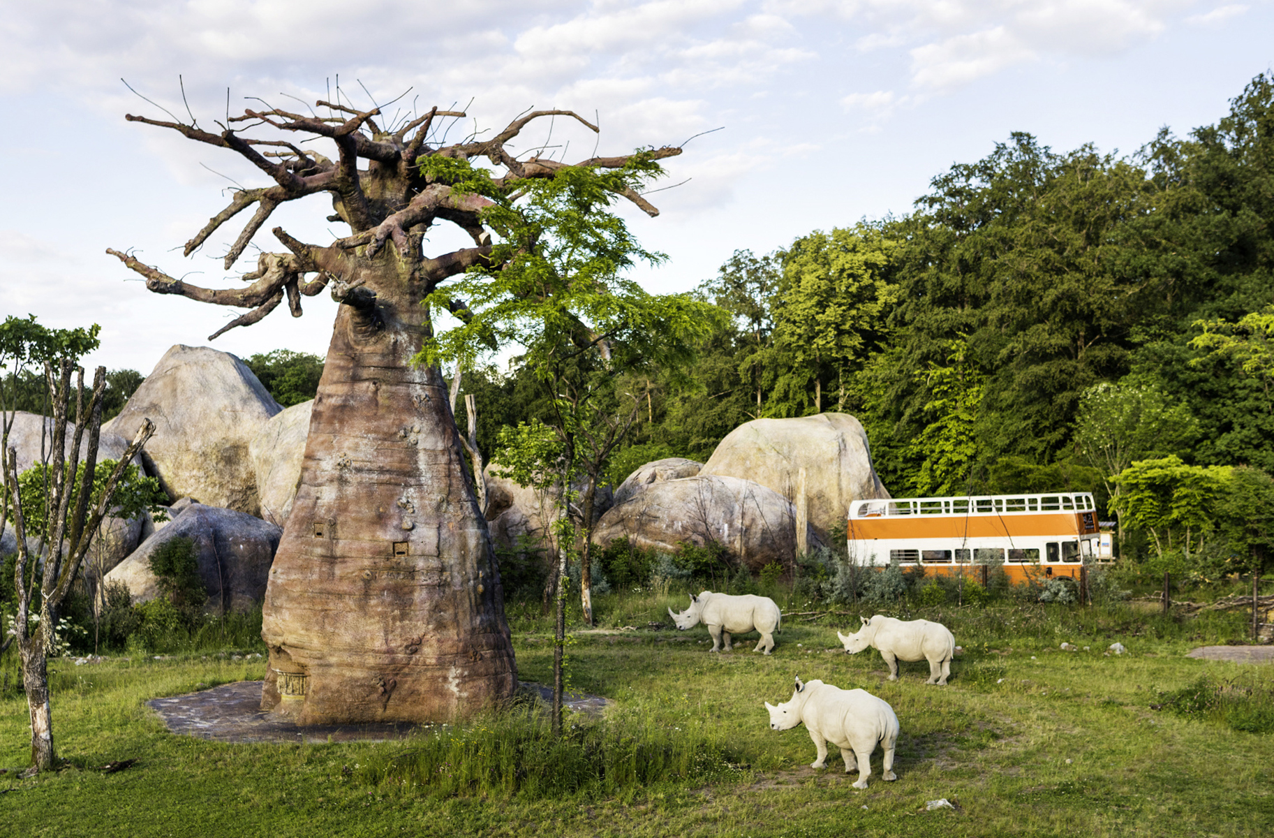 Drei Breitmaulnashörner bei einem Baobab-Futterbaum in der Lewa Savanne (Bild: Goran Basic / Zoo Zürich)