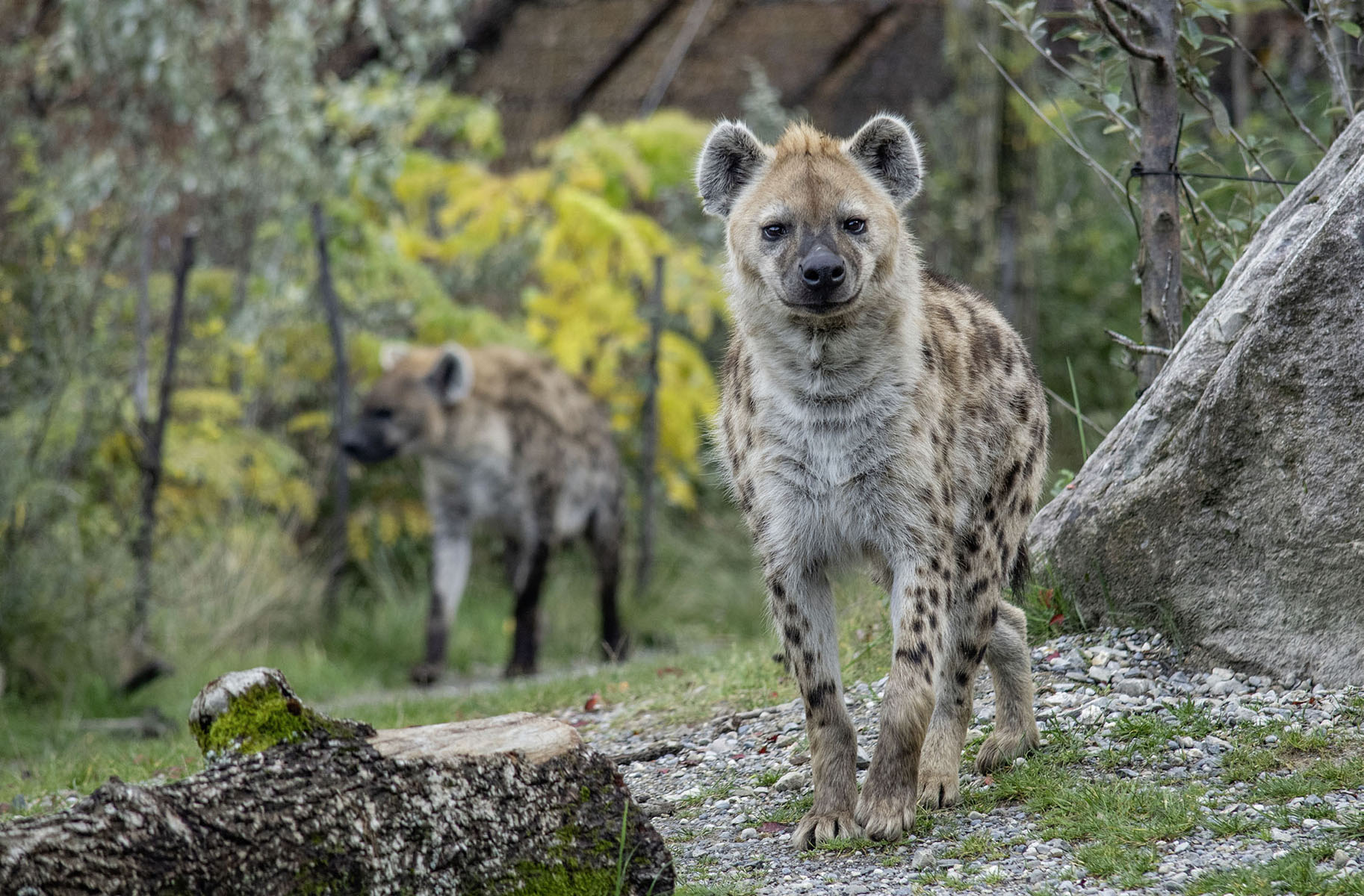 The spotted hyenas Masangao and Tesi (image: Nicky Kaufmann / Zoo Zurich)