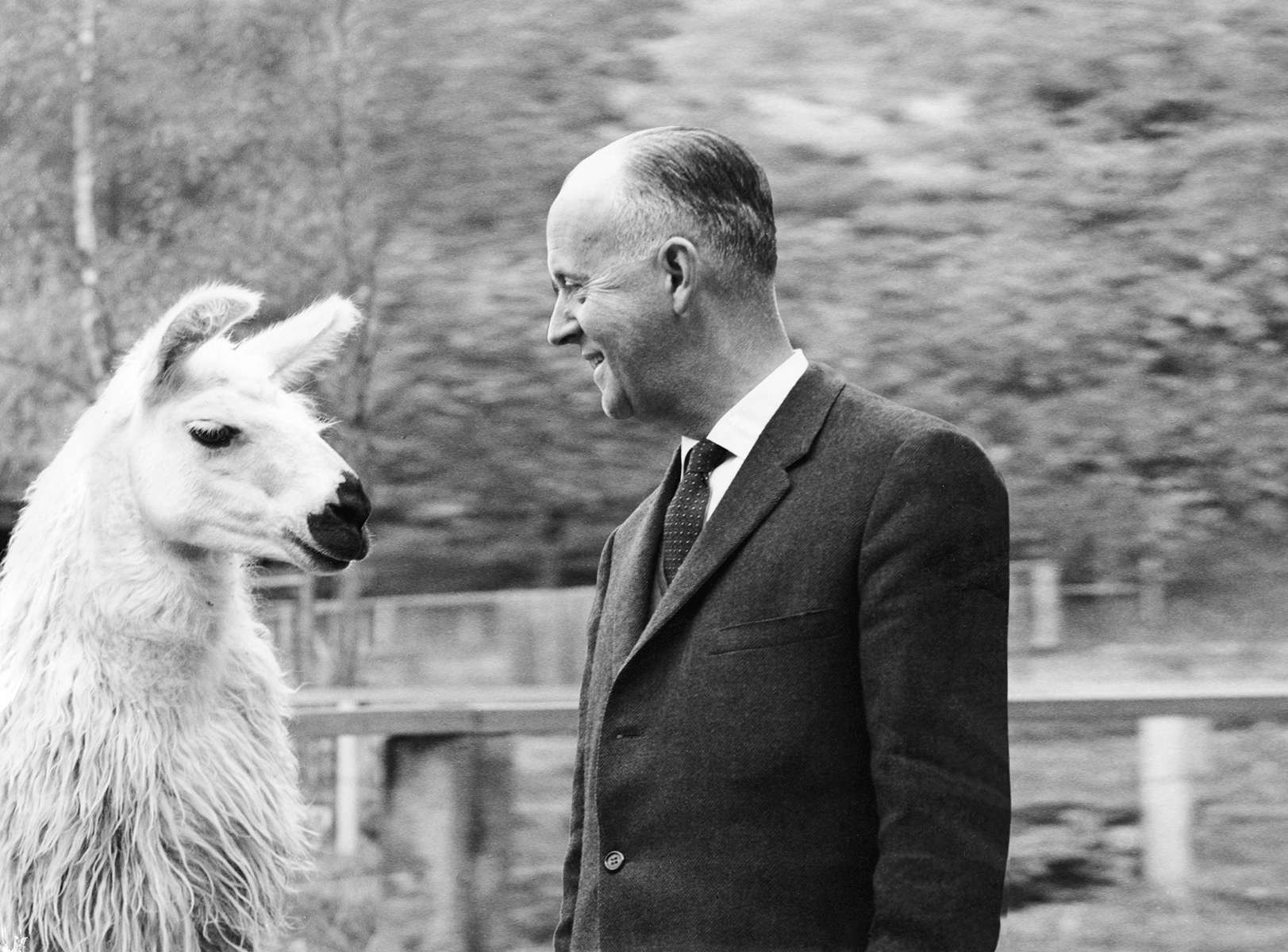 Zoo director Heini Hediger with a llama (image: Zoo Zurich Archive)