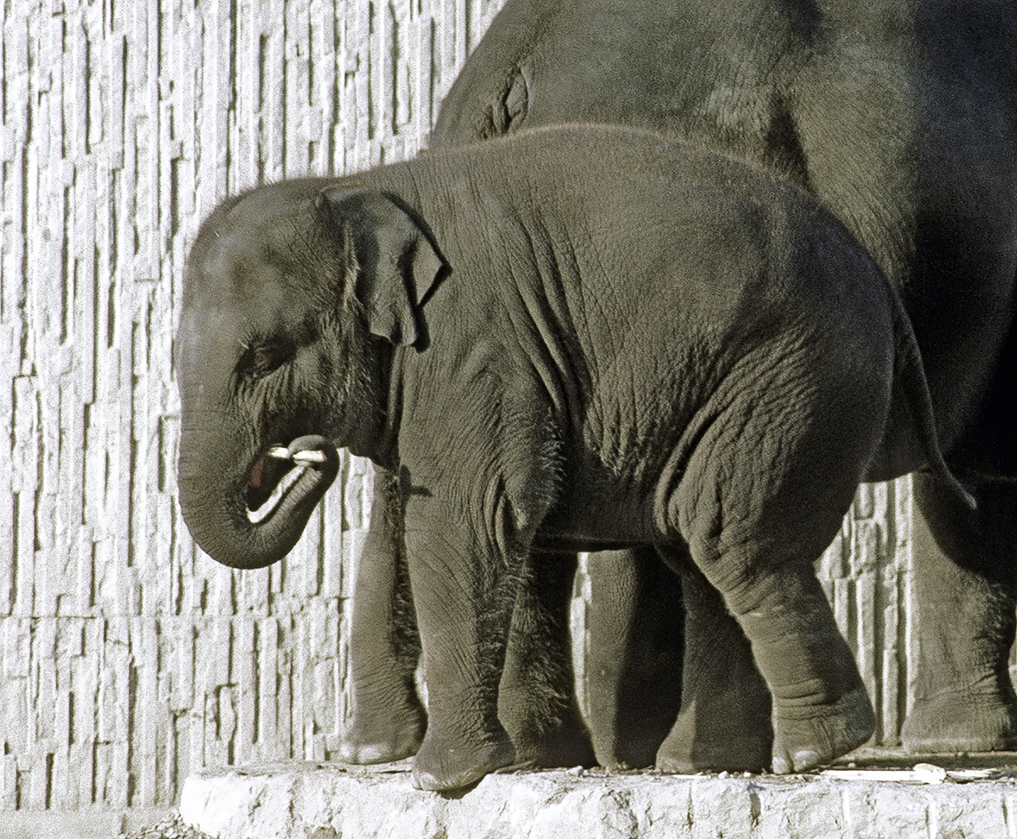 Elefantenkalb Komali, im Hintergrund die Mutter Ceyla-Himali (Bild: Archiv Zoo Zürich) 